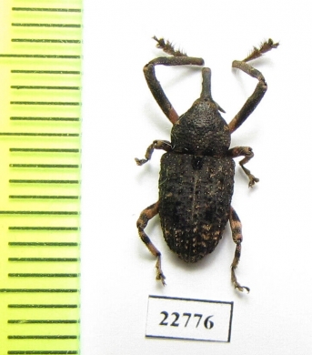 Curculionidae sp.  South Africa Rep. - INSECTS-STORE.RU