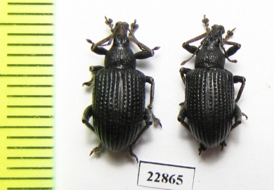 Curculionidae sp.  South Africa Rep. - INSECTS-STORE.RU