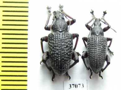 Curculionidae sp.  South Africa Rep. - INSECTS-STORE.RU