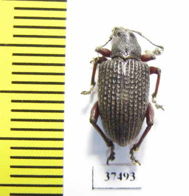 Curculionidae sp.  South Africa Rep. - INSECTS-STORE.RU