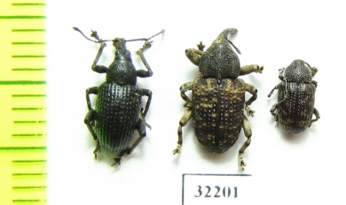 Curculionidae sp.  South Africa Rep. - INSECTS-STORE.RU