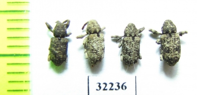 Curculionidae sp.  South Africa Rep. - INSECTS-STORE.RU