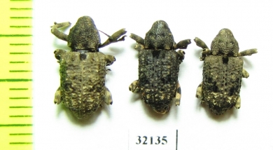 Curculionidae sp.  South Africa Rep. - INSECTS-STORE.RU