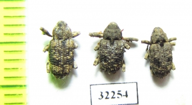 Curculionidae sp.  South Africa Rep. - INSECTS-STORE.RU