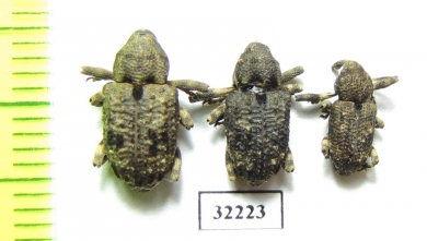 Curculionidae sp.  South Africa Rep. - INSECTS-STORE.RU