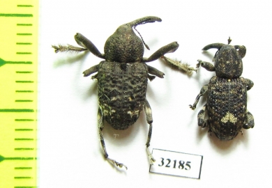 Curculionidae sp.  South Africa Rep. - INSECTS-STORE.RU