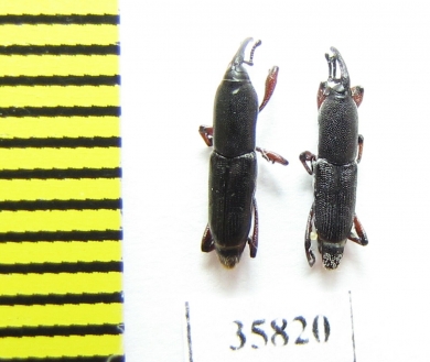 Curculionidae sp.  Tanzania - INSECTS-STORE.RU