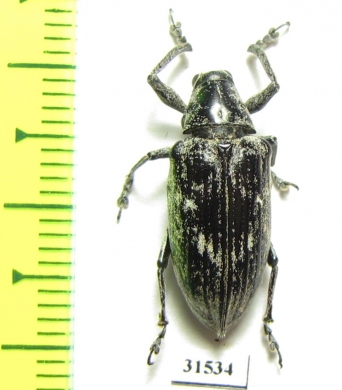 Curculionidae sp.  Tanzania - INSECTS-STORE.RU