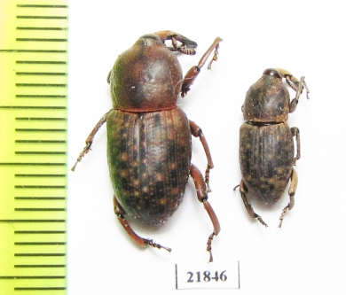 Curculionidae sp.  Zambia - INSECTS-STORE.RU