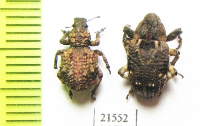 Curculionidae sp.  Zambia - INSECTS-STORE.RU