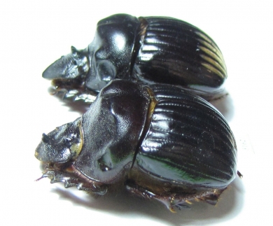 Dichotomius annae, pair  Honduras - INSECTS-STORE.RU
