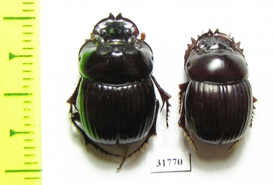 Dichotomius bicuspis, pair  Brasilia - INSECTS-STORE.RU