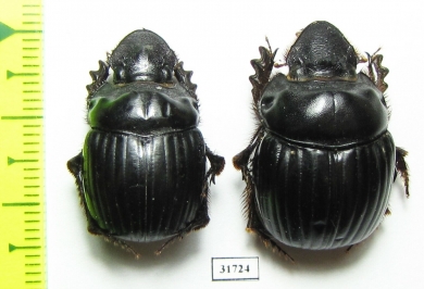 Dichotomius camargoi, pair  Peru - INSECTS-STORE.RU