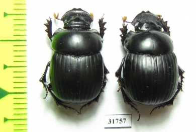 Dichotomius carbonarius, pair  Bolivia - INSECTS-STORE.RU