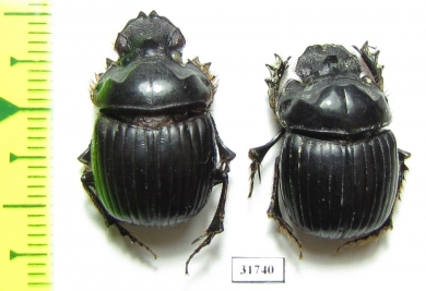 Dichotomius conicollis  Brasilia - INSECTS-STORE.RU