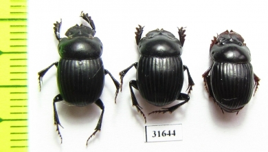 Dichotomius danieli  Costa Rica - INSECTS-STORE.RU