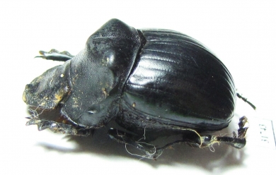 Dichotomius depressicollis  Brasilia - INSECTS-STORE.RU