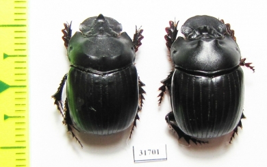 Dichotomius divergens, pair  Equador - INSECTS-STORE.RU