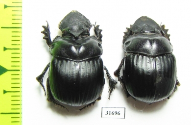 Dichotomius haroldi, pair  Argentina - INSECTS-STORE.RU