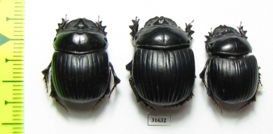 Dichotomius nisus, pair  Brasilia - INSECTS-STORE.RU