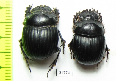 Dichotomius nobilis  Argentina - INSECTS-STORE.RU