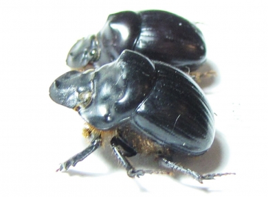 Dichotomius ohausi  Peru - INSECTS-STORE.RU