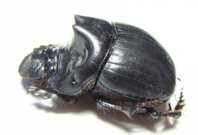 Dichotomius prietoi  Peru - INSECTS-STORE.RU