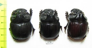 Dichotomius prietoi  Peru - INSECTS-STORE.RU