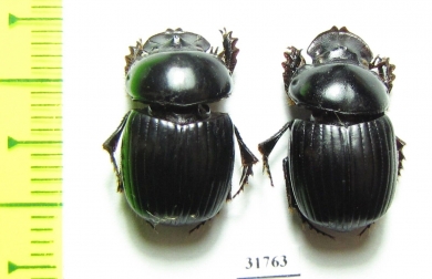 Dichotomius problematicus  Peru - INSECTS-STORE.RU