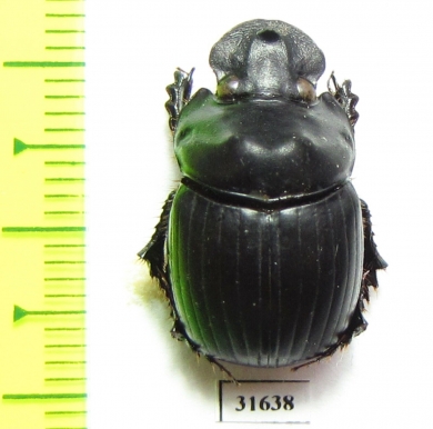 Dichotomius protectus  Venezuela - INSECTS-STORE.RU