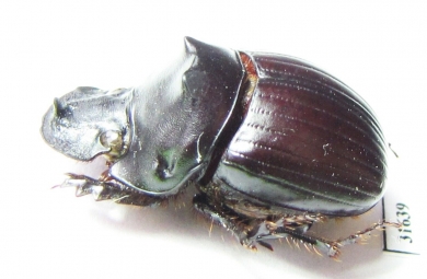 Dichotomius protectus  Venezuela - INSECTS-STORE.RU