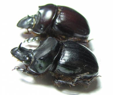 Dichotomius quinquelobatus, pair  Peru - INSECTS-STORE.RU