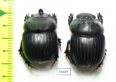 Dichotomius satanas angustus  Equador - INSECTS-STORE.RU