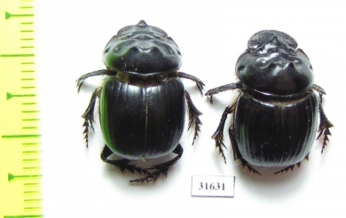 Dichotomius satanas, pair  Costa Rica - INSECTS-STORE.RU