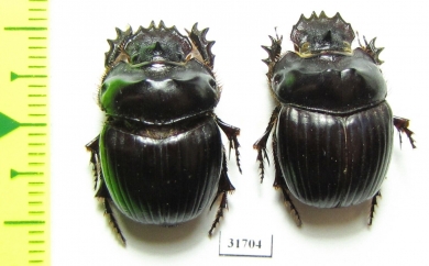 Dichotomius sexdentatus  Paraguay - INSECTS-STORE.RU