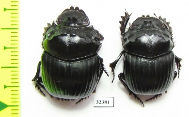 Dichotomius sp.  Argentina - INSECTS-STORE.RU