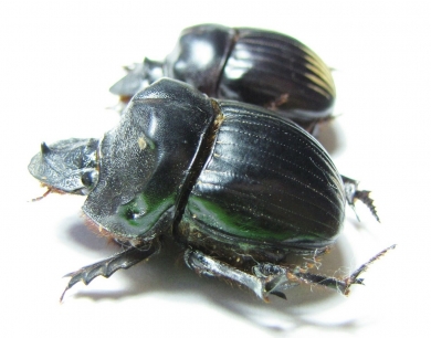 Dichotomius sp., pair  Panama - INSECTS-STORE.RU