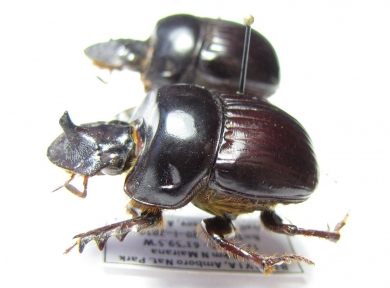 Dichotomius sp., pair  Bolivia - INSECTS-STORE.RU