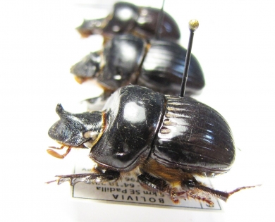Dichotomius sp., pair  Bolivia - INSECTS-STORE.RU
