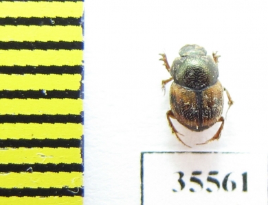 Onthophagus sp.  Mexico  - INSECTS-STORE.RU