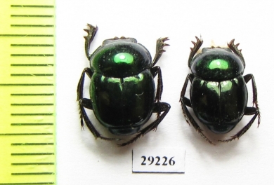 Canthon indigaceus chevrolati  Mexico - INSECTS-STORE.RU