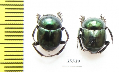 Canthon indigaceus chevrolati  Mexico - INSECTS-STORE.RU