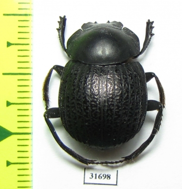 Deltochilum scabriusculum  Mexico - INSECTS-STORE.RU