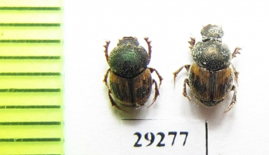 Onthophagus hoepfneri, pair  Mexico - INSECTS-STORE.RU