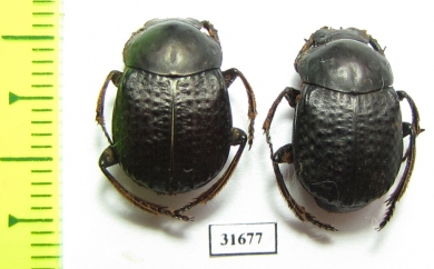 Deltochilum irroratum  Argentina - INSECTS-STORE.RU