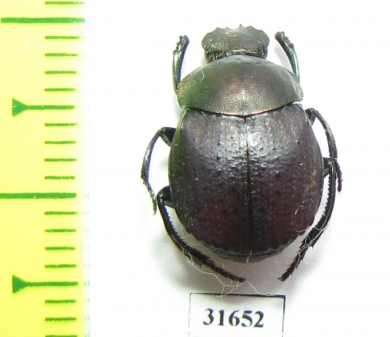 Deltochilum rubripenne  Argentina - INSECTS-STORE.RU