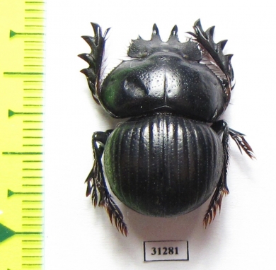 Eucranium arachnoides  Argentina - INSECTS-STORE.RU