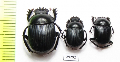 Malagoniella puncticollis  Argentina - INSECTS-STORE.RU