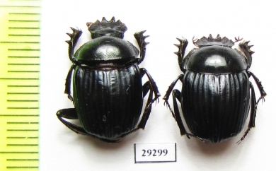 Malagoniella puncticollis  Paraguay - INSECTS-STORE.RU