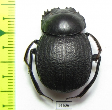 Deltochilum enceladum  Brasilia - INSECTS-STORE.RU